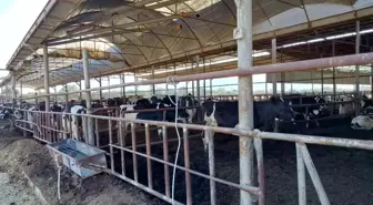 Söke'de Hayvan Sağlığı İçin Kontroller Devam Ediyor