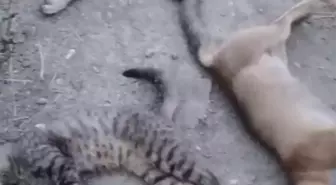 Yüksekova'da 10 Köpek, 5 Kedi ve 3 Tilki Zehirlenerek Öldürüldü