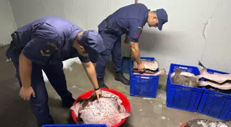 Zonguldak'ta Kaçak Avlanan 114 Kalkan Balığı Ele Geçirildi