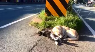 Yavru Köpeğin Annesinin Acısı Yürek Burktu