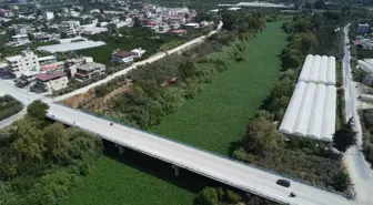 Asi Nehri Su Sümbülleriyle Kaplandı, Balık Ölümleri Yaşandı