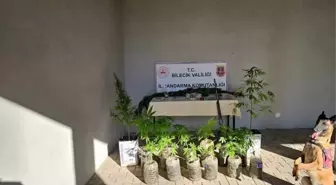 Bilecik'te Yasadışı Kenevir Ekimi Tespit Edildi