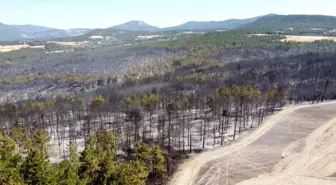 Mudurnu'da Biçerdöver Yangına Sebep Oldu, 1 Kişi Tutuklandı