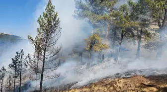 Çankırı'da Orman Yangını Kontrol Altına Alındı