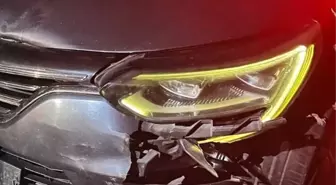 Bursa'da Otomobilin Çarptığı Yavru Ayı Telef Oldu