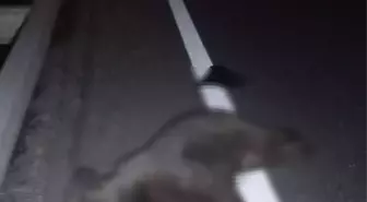 Otomobilin Çarptığı Yavru Ayı Hayatını Kaybetti