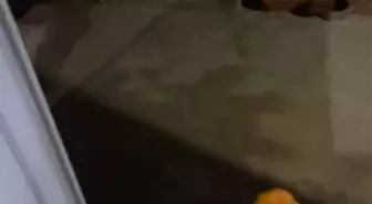 Amasya'da Vatandaşın Tilki Dostu: Rıfkı