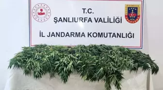 Şanlıurfa'da Uyuşturucu Operasyonu: 2652 Hap ve 41 Kenevir Bitkisi Ele Geçirildi