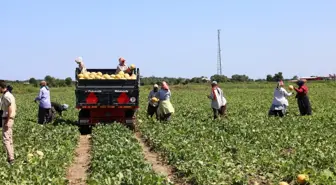 Bafra Ovası'nda Karpuz ve Kavun Üreticisi Zorda