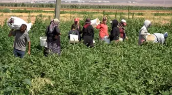 Türkmen Çiftçi, Yol Kenarındaki Karpuzları Ücretsiz Dağıtıyor