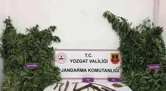 Yozgat'ta Kenevir Operasyonu: 243 Kök Ele Geçirildi