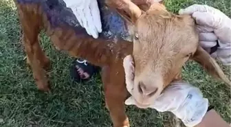 Yangında Yaralanan Keçi Tedavi Edildi