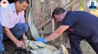 Çanakkale'de Sürü Köpeklerine Mikroçip ve Aşı Uygulaması Başladı