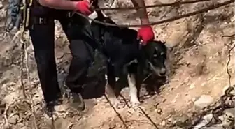 Yığılca'da Kaybolan 'Cesur' Köpek 3 Gün Sonra Kurtarıldı