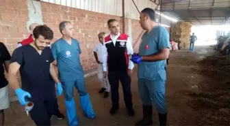Aydın'da Şap Hastalığıyla Mücadelede Aşılama Çalışmaları Devam Ediyor