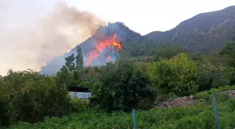 Hatay'da Ormanlık Alanda Yangın
