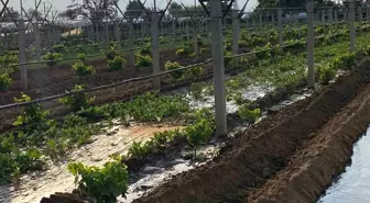 Sarıgöl'de Çiftçiler Kışlık Sebze Fidanlarını Toprakla Buluşturuyor
