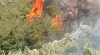 Osmaniye'de Orman Yangını: Ekipler Seferber Oldu