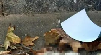 Turgutlu'da Bulunan Kedi Başı Hayvanseverlerin Tepkisini Çekti