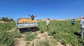 Adilcevaz Bal Kavunu Hasadına Başlandı