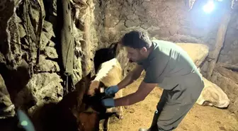 Ağrı'da Şap Hastalığına Karşı Aşılama Çalışmaları Devam Ediyor