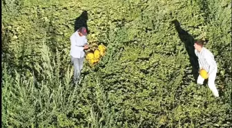 Aksaray'da Alternatif Tarım: Lezzetli Kavun ve Karpuz Üretimi Artıyor