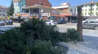İstanbul'da Kuvvetli Rüzgar Ağaç Devirdi