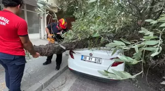Avcılar'da Şiddetli Rüzgar 3 Ağaç Devrildi