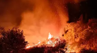 Adıyaman'da 4 Farklı Bölgedeki Yangın Ağaçlara Zarar Verdi