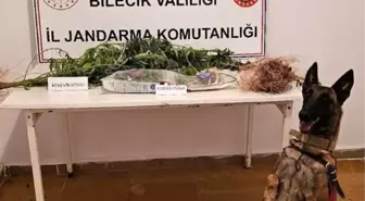 Bilecik'te Yasa Dışı Kenevir Ekimi Operasyonu