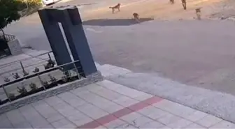 Bursa'da Sahipsiz Köpekler Saldırdı, Vatandaşlar Panikledi