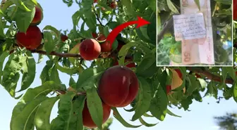 Canı çektiği için ağaçtan şeftali alan vatandaş, çiftçiye para ve not bıraktı
