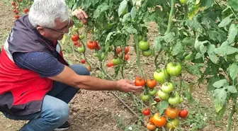 Simav Eynal Domatesi'nin Üretim Seraları Denetlendi