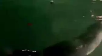 Fethiye'de Nesli Tükenme Tehlikesi Altındaki Akdeniz Foku Görüntülendi