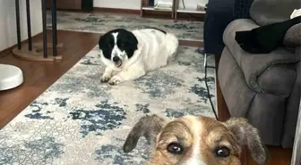 Depremzede İki Köpek, Yıllar Sonra Aynı Evde Buluştu