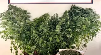 Denizli'de Uyuşturucu Operasyonu: 24 Kök Kenevir ve 2.650 Gram Esrar Ele Geçirildi