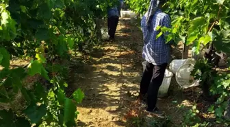 Manisa'da Sultani Çekirdeksiz Üzümlerde Hasat Başladı