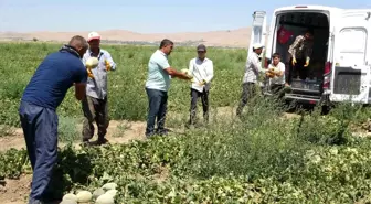 Sıhke Kavununun Hasadı Başladı
