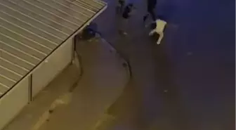 Siirt'te Kavga: 1 Yaralı
