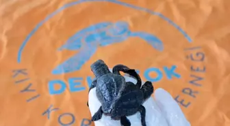 Antalya'da Siyam İkizi Caretta Yavruları bulundu