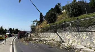 Üsküdar'da Güçlü Rüzgar Ağaç Devrildi, Trafiği Felç Etti