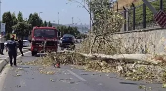Üsküdar'da Kuvvetli Rüzgar Ağaç Devirip Otomobilin Üzerine Düşürdü