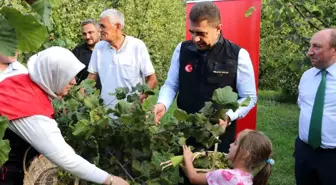Düzce'de Fındık Hasat Şenliği Başladı