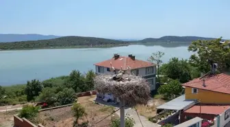 Yaren Leylek'in Yavruları Göç Yolculuğuna Çıktı