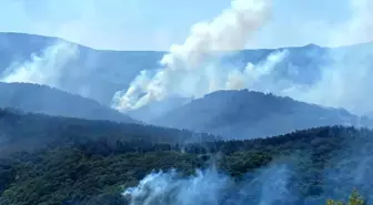 Kocaeli'de Orman Yangınına Büyük Müdahale Devam Ediyor