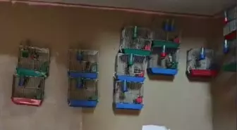 Yasaklı Saka Kuşu Besleyen Yabancı Uyruklu Kişiye 151 Bin Lira Ceza