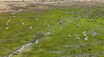Leylekler Afrika'dan Erzincan'a Göç Etti