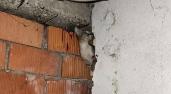 Eskişehir'de Anne Kedi ve 4 Yavruyu İtfaiye Kurtardı