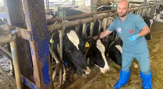 Aydın'da Şap Hastalığına Karşı Aşılama ve Biyogüvenlik Önlemleri Devam Ediyor