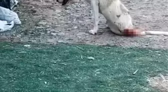 Esenyurt'ta Çoban Köpeklerine Silahlı Saldırı